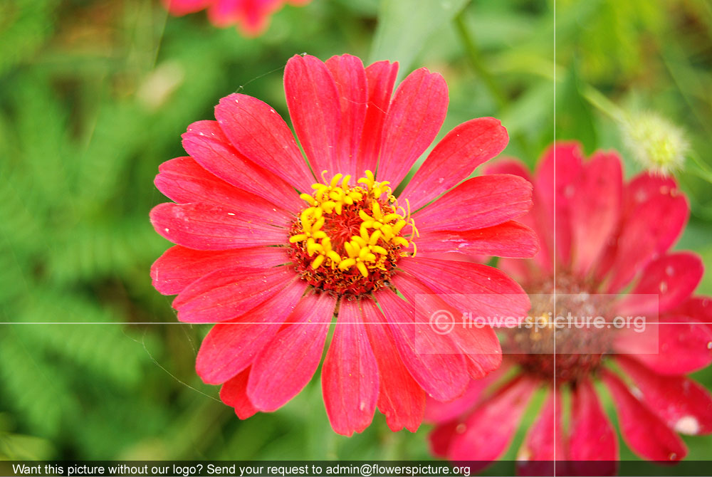 Zinnia Angustifolia Profusion Red