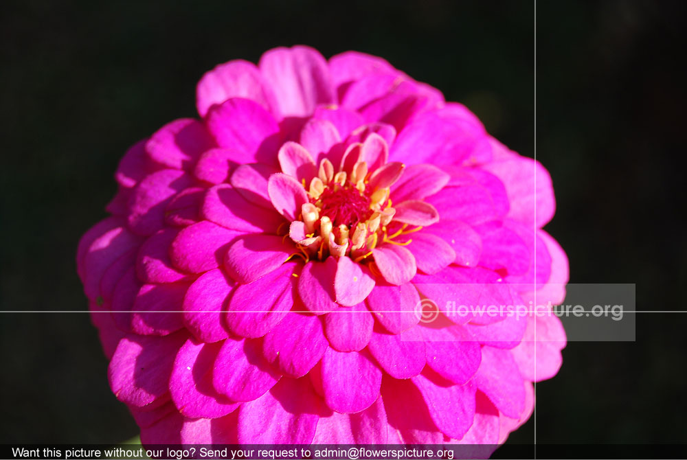 Zinnia Angustifolia Purple