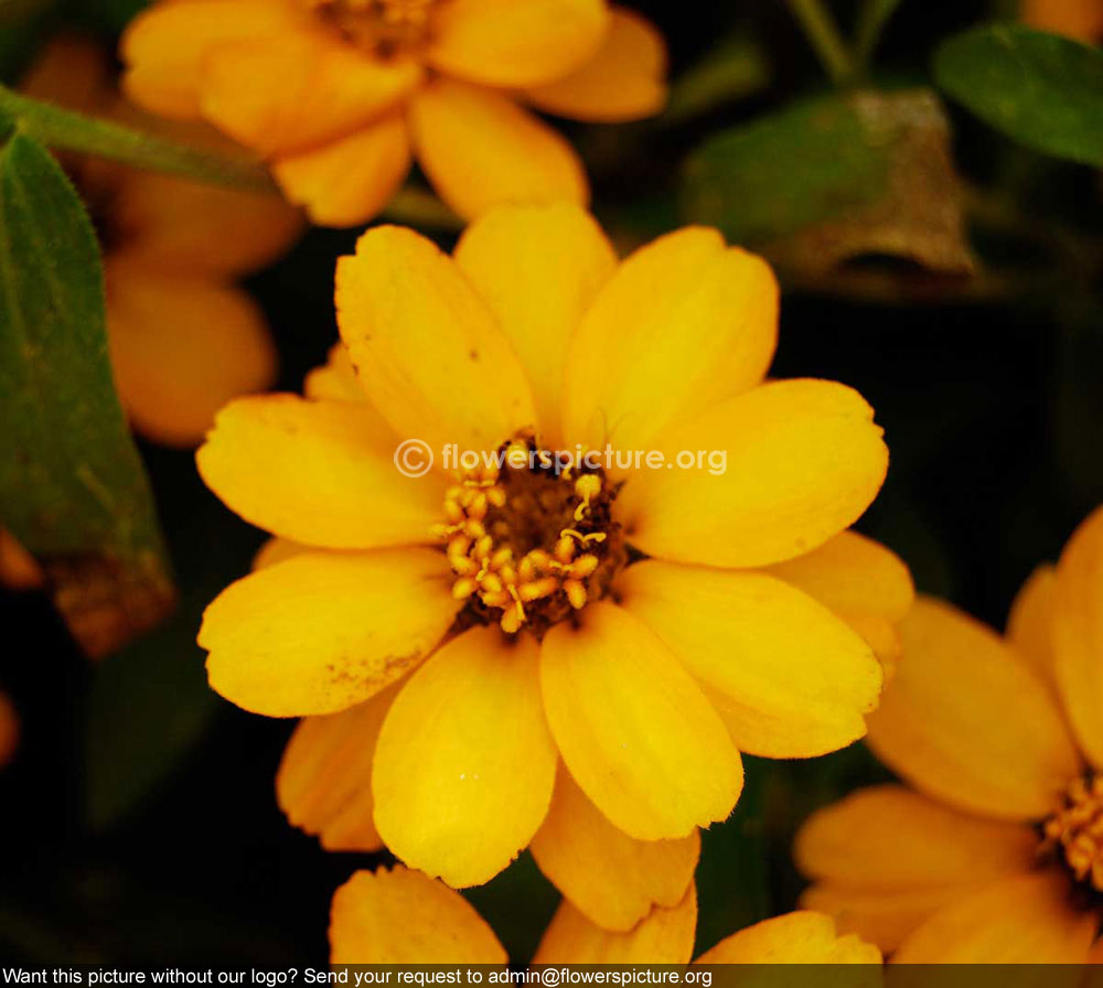 Zinnia grandiflora yellow orange