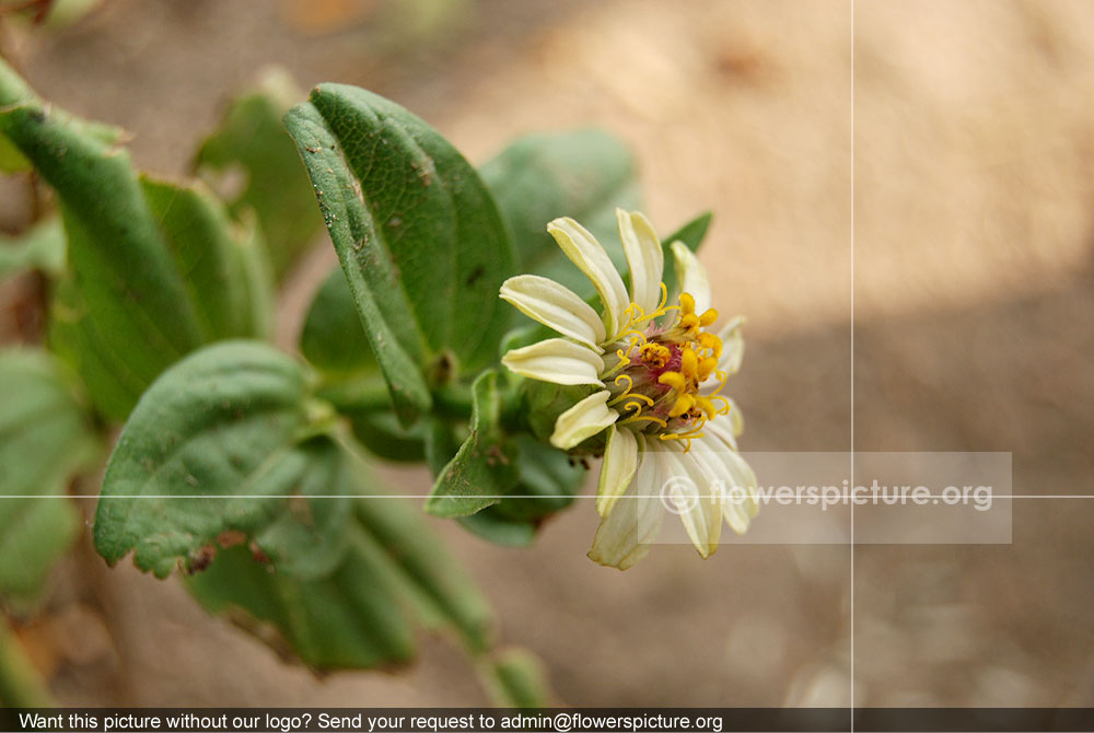 Zinnia Green