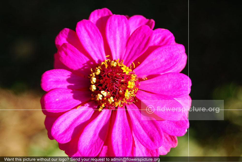 Zinnia Peruviana Deep Pink