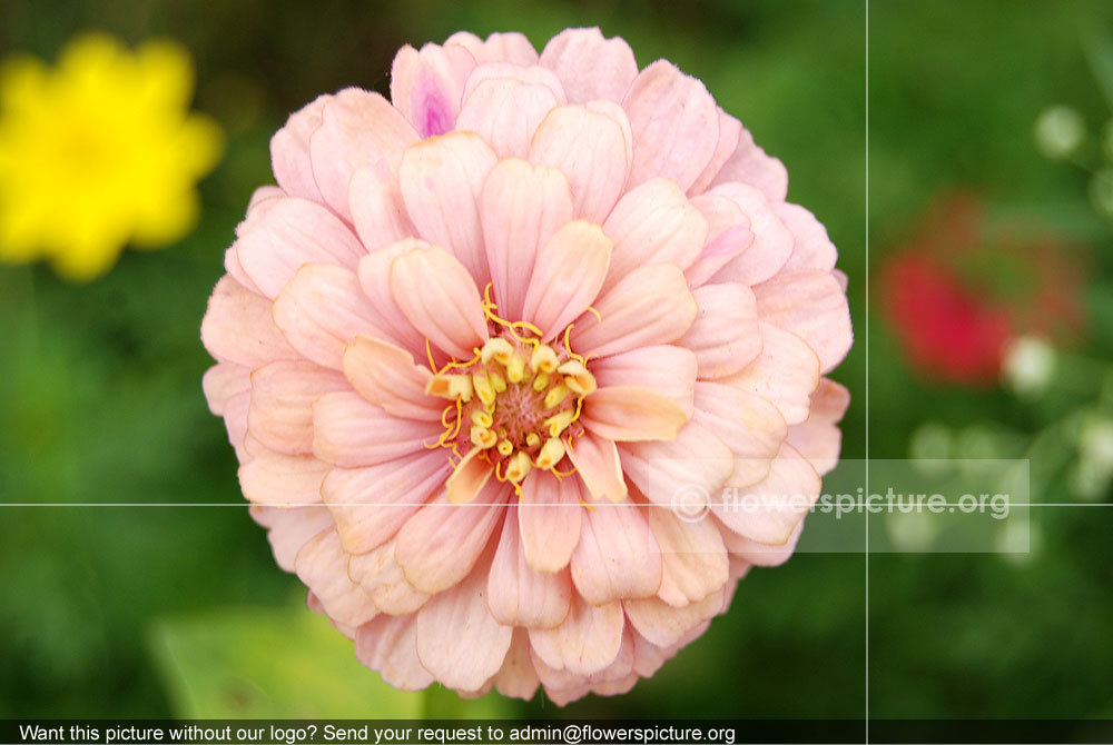 Zinnia Peruviana Light Pink