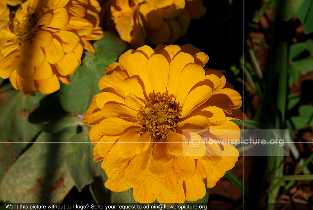 Zinnia Peruviana Yellow