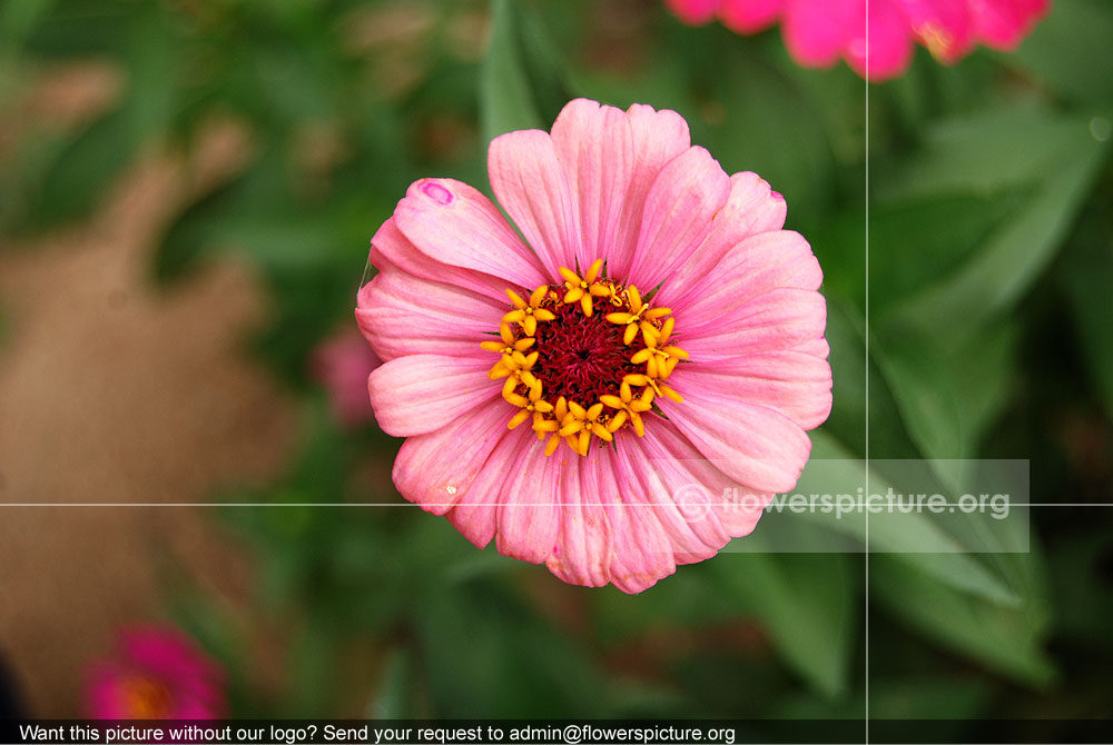 Zinnia Profusion Pink