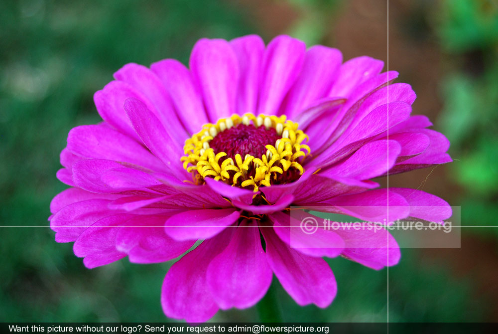 Zinnia Purple