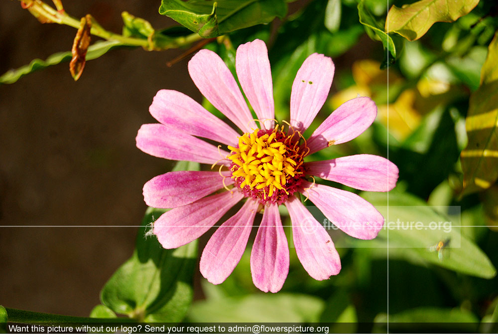 Zinnia Violet