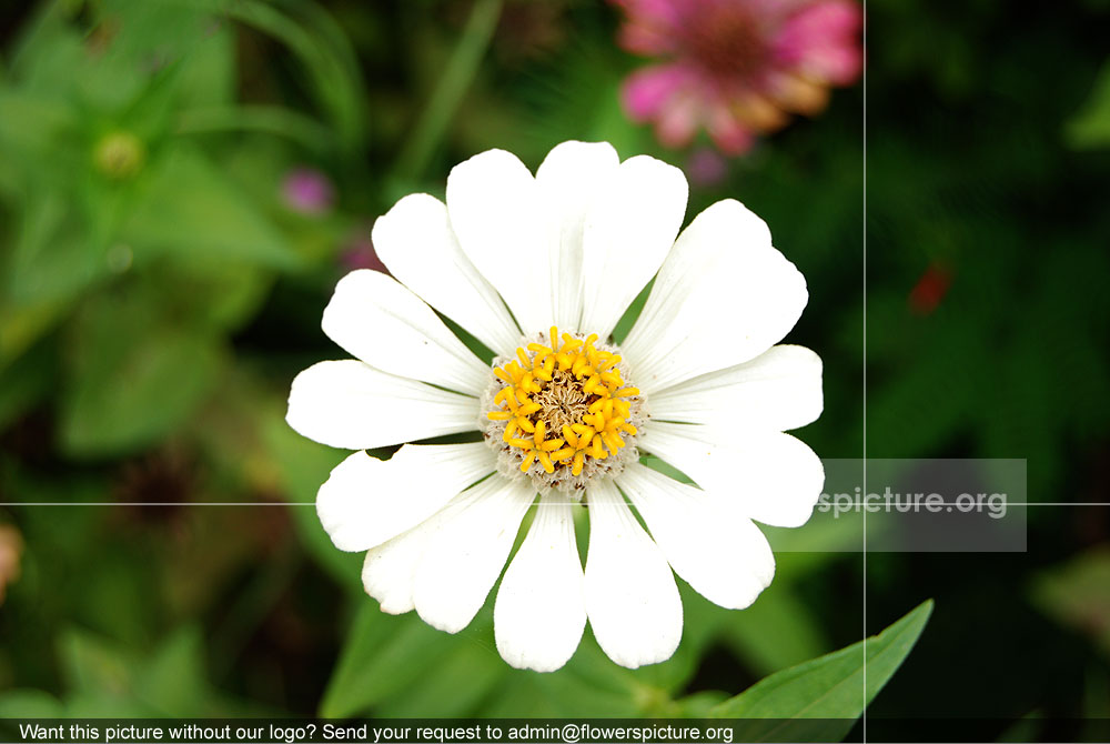 Zinnia White