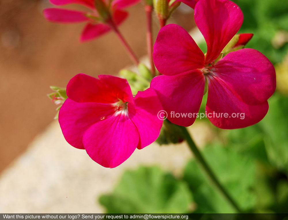 Zonal geranium purple