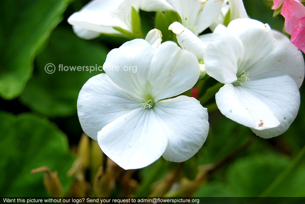 Zonal geranium white