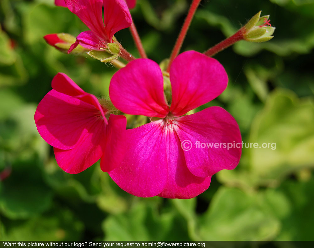 Zonal geranium