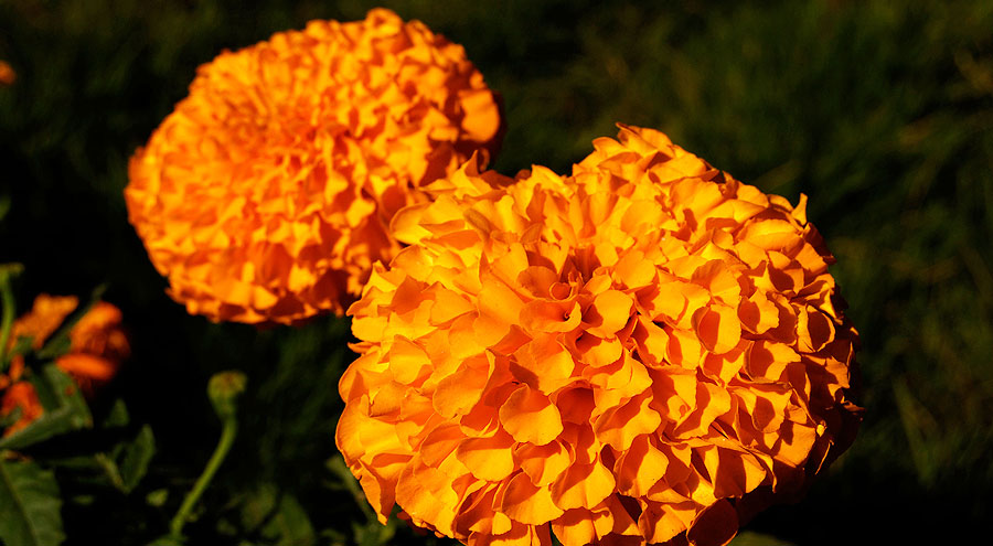 African marigold orange picture