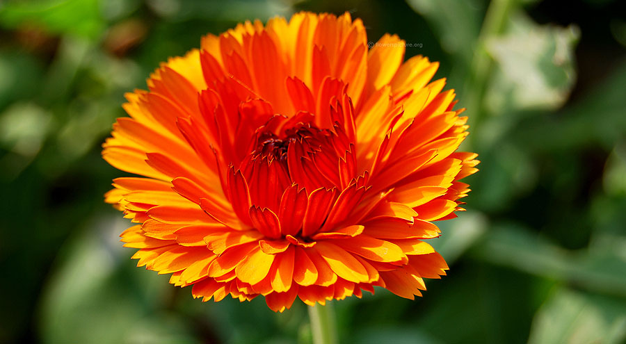 Calendula officinalis picture