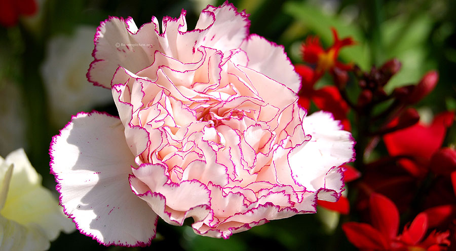 Dianthus rendez vous picture