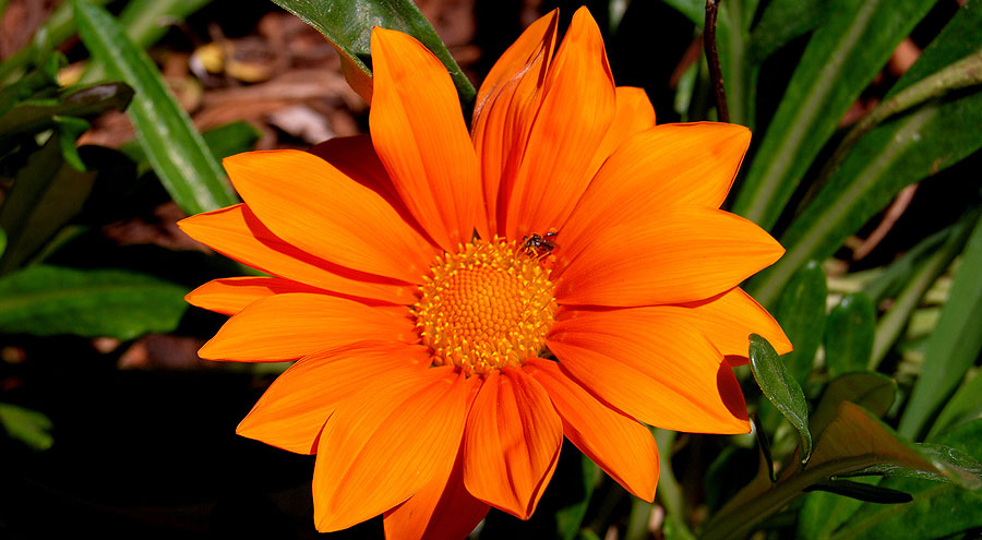 Gazania rigens picture