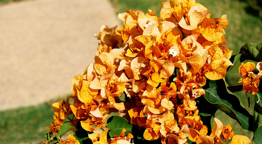 Gold bougainvillea picture