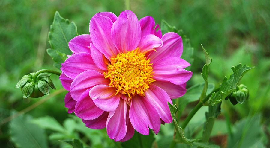 Lavender dahlia picture