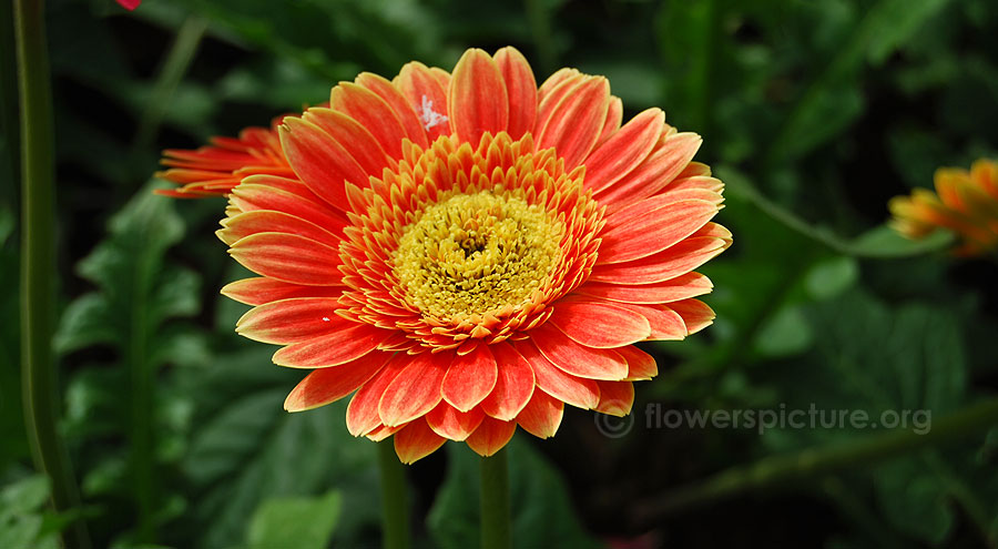 Gazania rigens picture