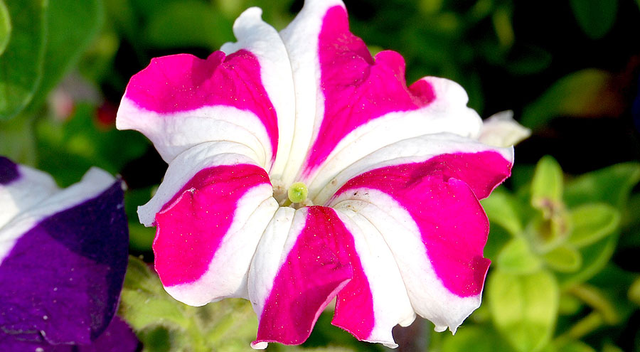 Ultra rose star petunia picture