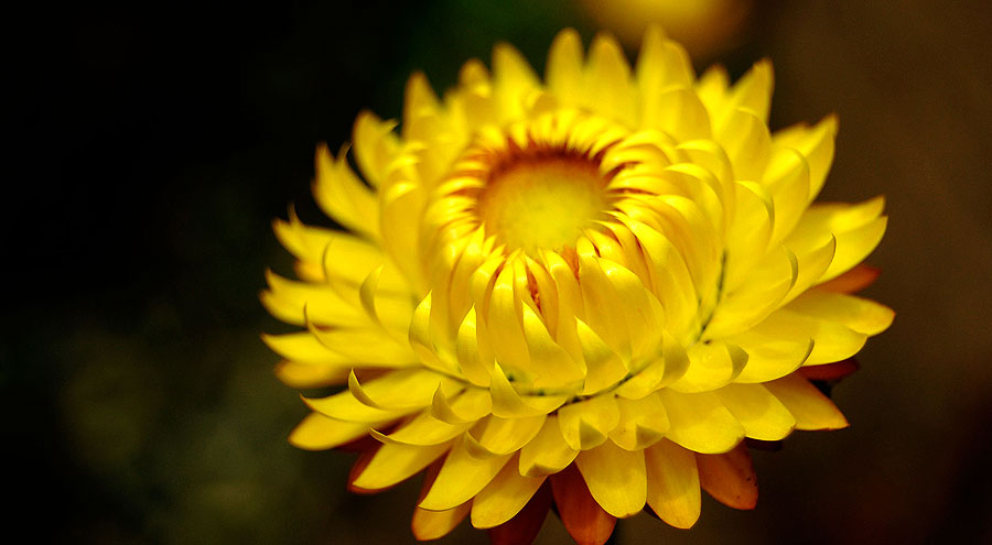 Xerochrysum bracteatum picture