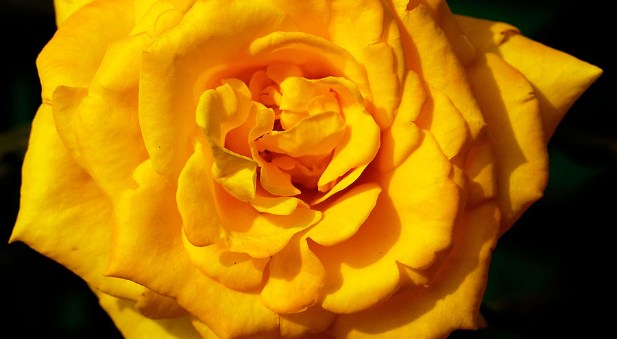 Yellow hybrid tea rose