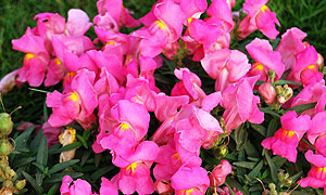 Antirrhinum Snap Dragon flower varieties