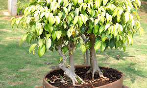 Bonsai trees