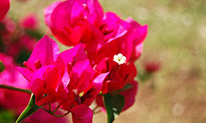 Bougainvillea flower varieties