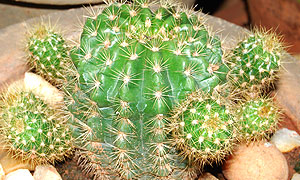 Cactus varieties