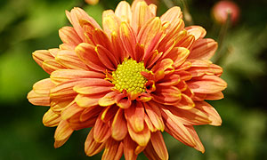 Chrysanthemum varieties