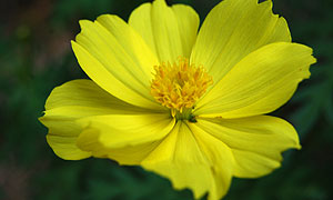 Cosmos flower varieties