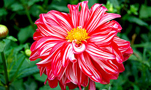 Dahlia Varieties