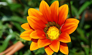 Gazania flower varieties