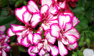 Geranium varieties