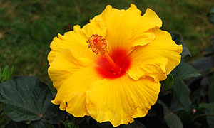 Hibiscus flower varieties