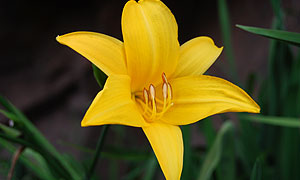 Alstroemeria or lily varieties