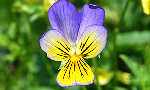 Pansy varieties