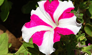 Petunia Varieties