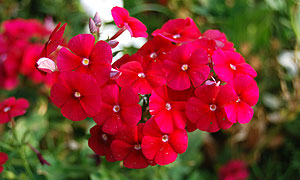 phlox flower varieties