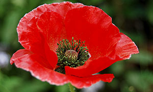 Poppy flower varieties