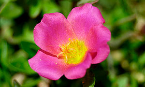 Portulaca grandiflora varieties