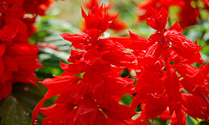 Salvia flower varieties