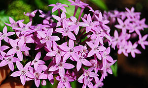 Star cluster flower varieties