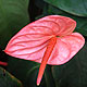 Anthurium andraeanum varieties