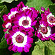 Cineraria flower varieties