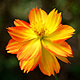 Cosmos flower varieties