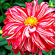 Dahlia Varieties