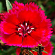 Dianthus flower varieties