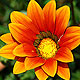 Gazania flower varieties