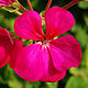 Geranium varieties