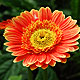 Gerbera daisy varieties